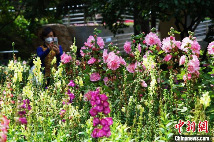 圖為市民在西寧園林植物園內(nèi)賞花拍照?！●R銘言 攝