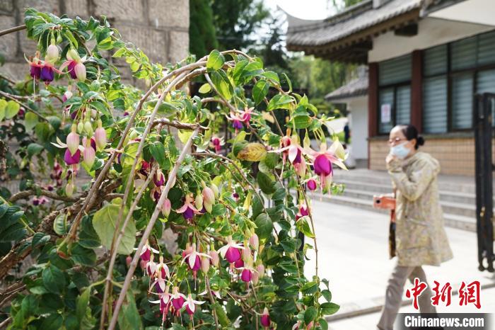 圖為市民在西寧園林植物園內(nèi)觀賞花卉?！●R銘言 攝