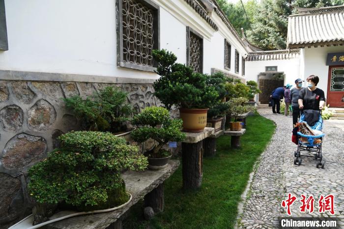 圖為市民在西寧園林植物園內(nèi)觀賞盆景?！●R銘言 攝