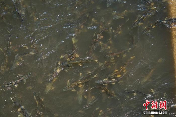 資料圖：圖為今年5月底到8月初，青海湟魚(yú)洄游產(chǎn)卵 馬銘言攝