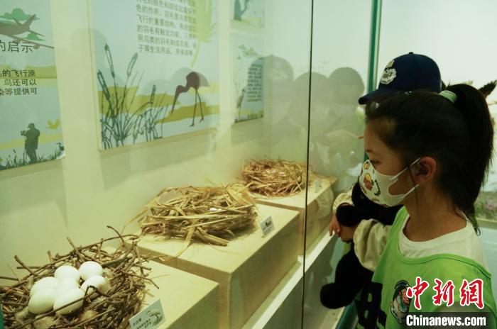 圖為小朋友在青海西寧湟水國家濕地公園科普館內參觀學習?！●R銘言 攝