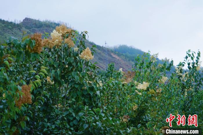 圖為西寧北山上的丁香樹?！●R銘言 攝