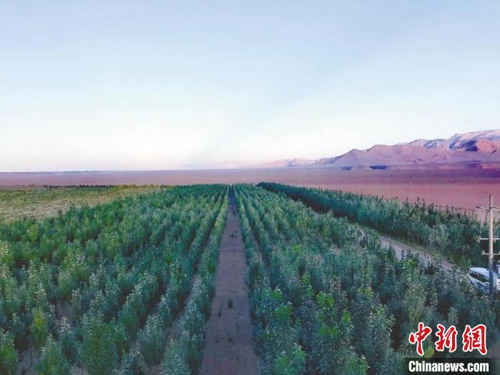 圖為格爾木境內(nèi)種植的綠樹。　格爾木融媒體中心供圖