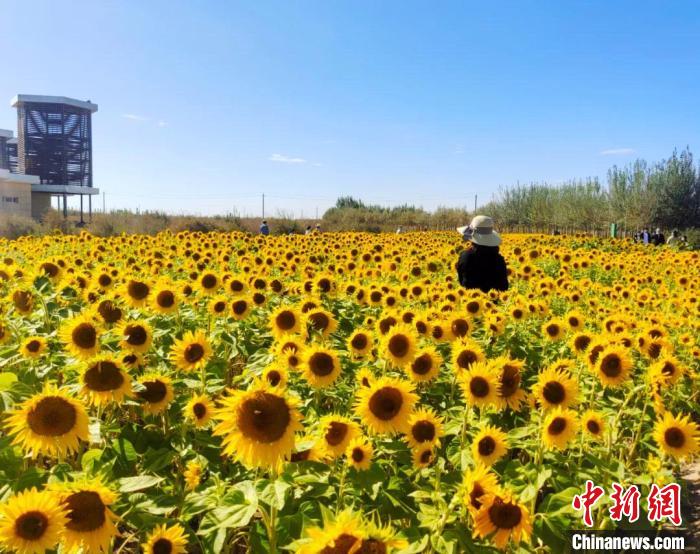 圖為格爾木境內(nèi)的向日葵花海。　格爾木融媒體中心供圖