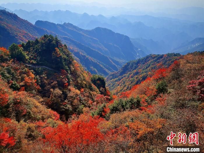 巴山大峽谷漫天紅葉?！埰?攝