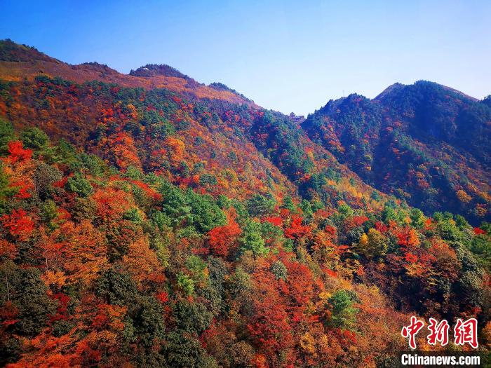巴山大峽谷漫天紅葉?！埰?攝
