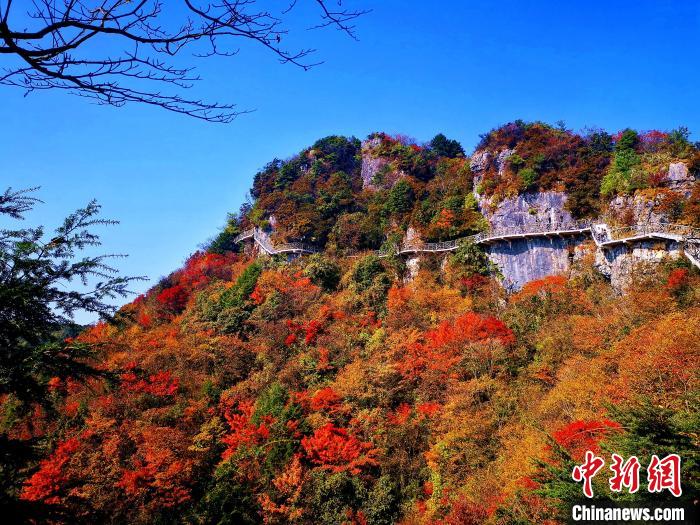 巴山大峽谷漫天紅葉?！埰?攝