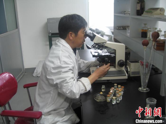 資料圖為研究團隊進行實驗室寄生蟲分類鑒定。　 青海省畜牧獸醫(yī)科學院供圖