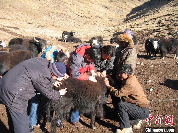 資料圖為研究團隊在青南高原地區(qū)開展了牦牛寄生蟲病流行病學和防治技術(shù)研究?！?青海省畜牧獸醫(yī)科學院供圖