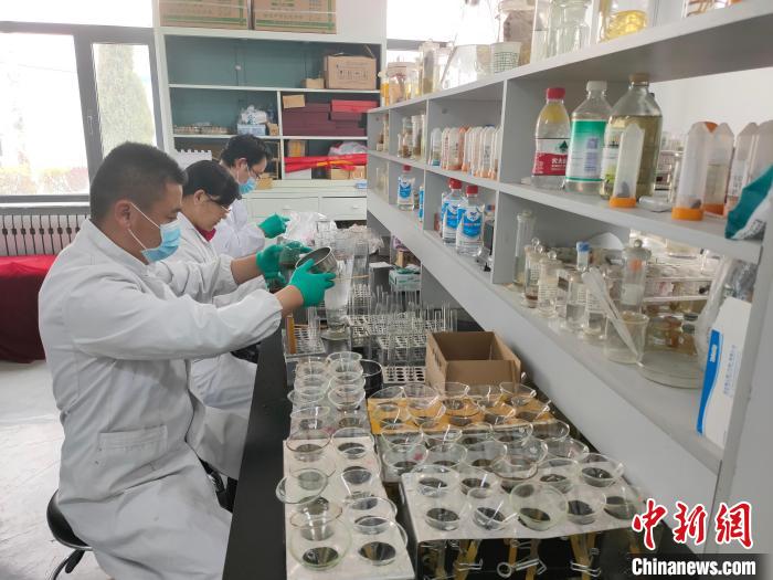 資料圖為研究團隊進行樣本檢查?！?青海省畜牧獸醫(yī)科學院供圖