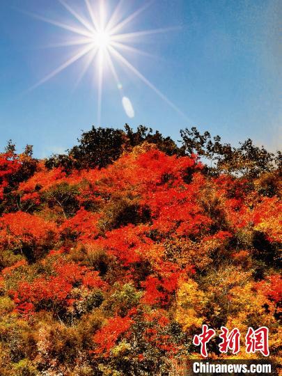 萬源市紅葉似火。　朱平安 攝