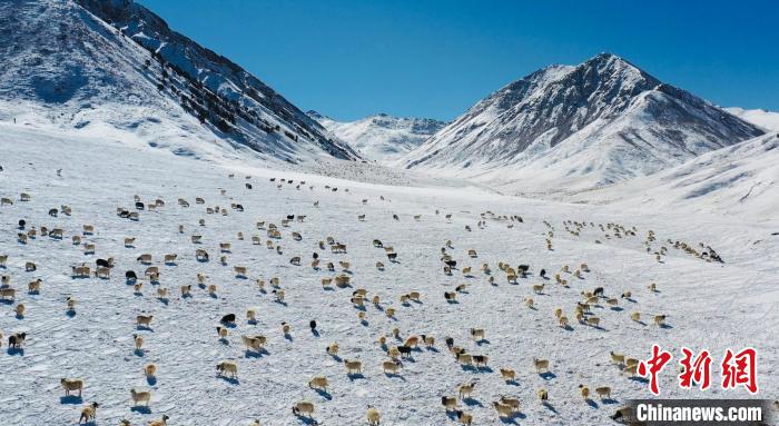 圖為羊群在雪地里覓食?！《继m縣融媒體中心供圖