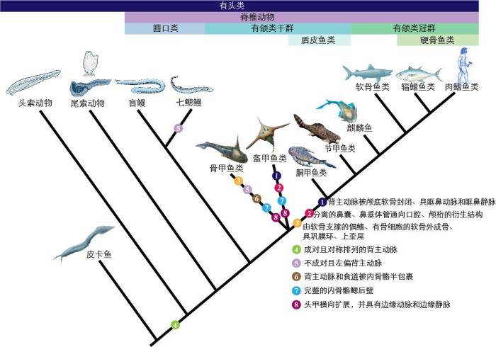 一些關(guān)鍵特征在脊索動物中的演化?！∶宪版?繪圖 攝