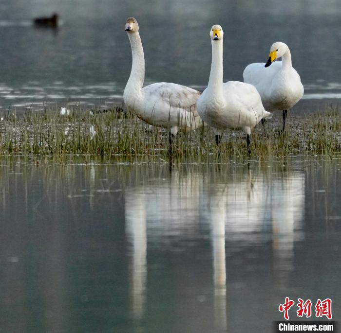 圖為三只大天鵝?！±钣穹?攝