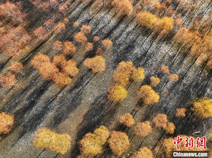 入冬時節(jié)，雅魯藏布江畔的樹林一片金黃?！《拘?攝