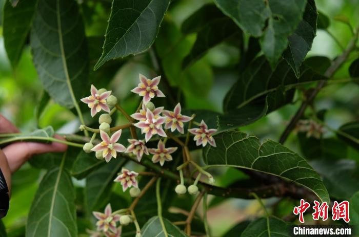圖為古林箐近地保護(hù)的滇桐首次開(kāi)花?！±顕?guó)云 攝