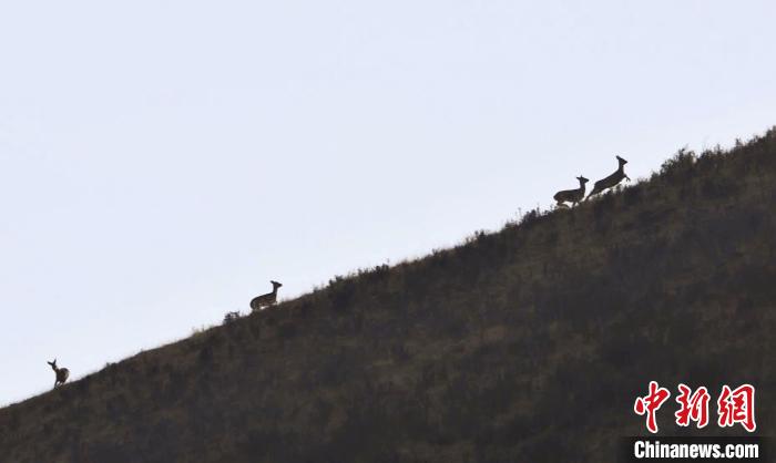 圖為狍鹿在山坡上漫步。　才項(xiàng)南加 攝