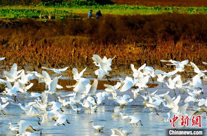 成都白鷺灣濕地公園?！“討?攝