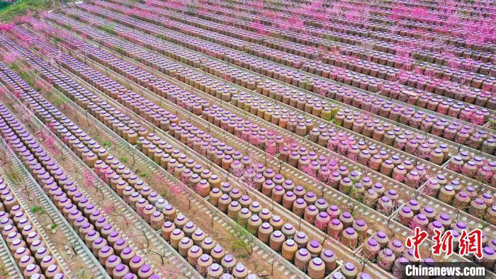灼灼桃花惹人醉?！㈡?攝