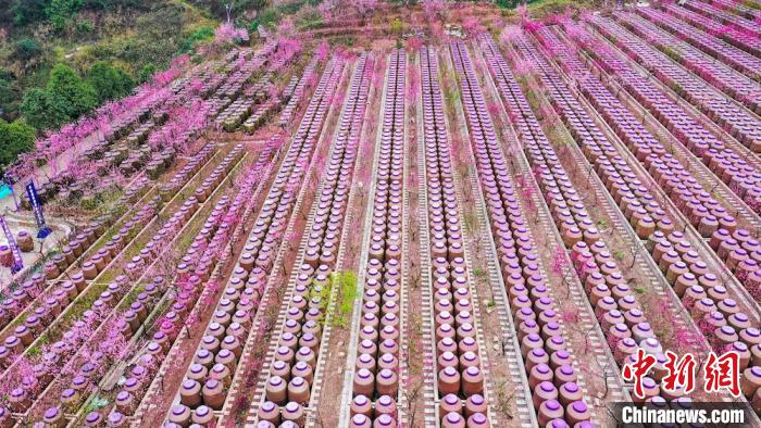 灼灼桃花惹人醉。　劉媛 攝