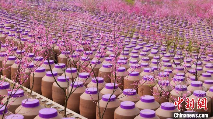 桃花和酒壇相映成趣?！∫足?攝