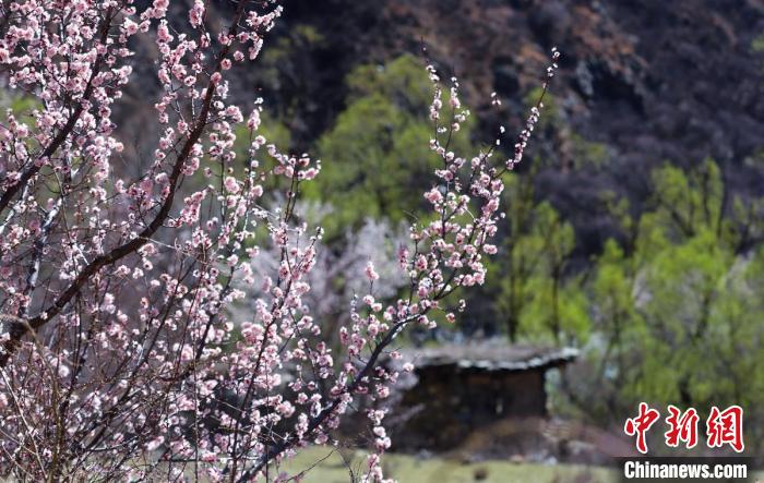 白玉縣河谷間盛開(kāi)的桃花。　白玉融媒 攝