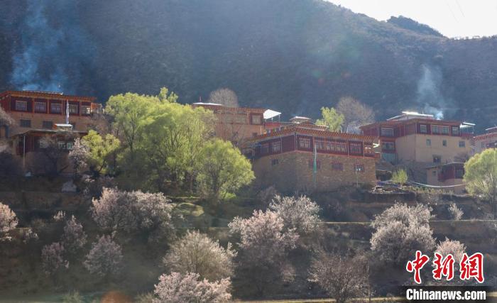 暖陽(yáng)下白玉縣河坡鎮(zhèn)正在盛開(kāi)的桃花與藏式民居?！“子袢诿?攝