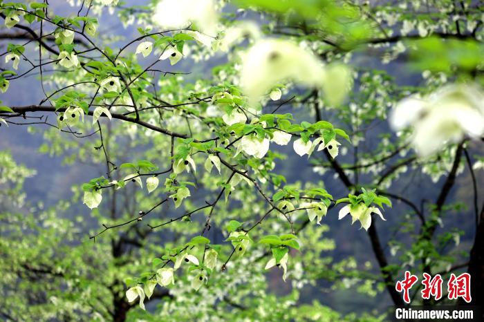 珙桐在春末夏初之際開花，花期較短?！螚?攝
