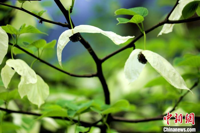 兩片潔白的花瓣隨風搖曳就像飛翔的白鴿?！螚?攝