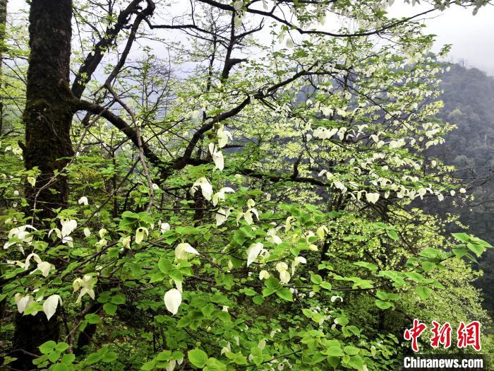 山谷兩側(cè)高大繁茂的珙桐樹?！螚?攝