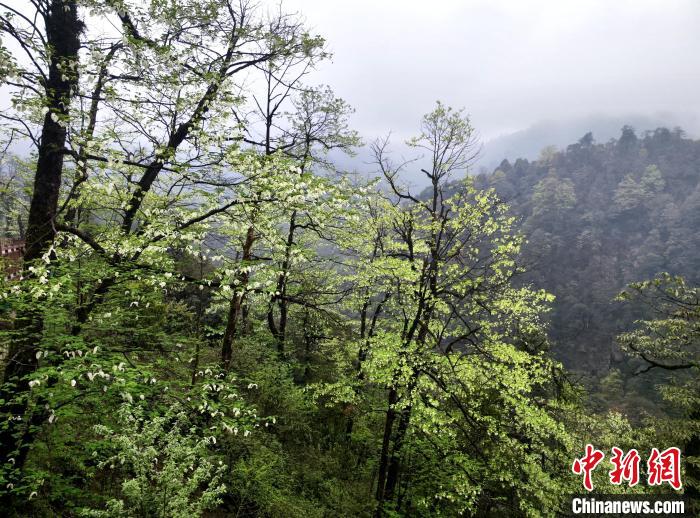 珙桐花朵潔白素雅，與青山雨霧融為一體?！螚?攝