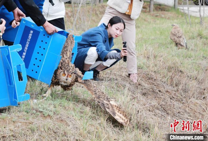 圖為西寧野生動物園救護(hù)的雕鸮在西寧市放歸大自然?！●R銘言 攝