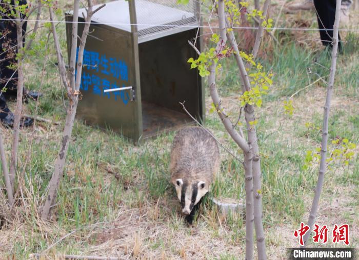 圖為西寧野生動物園救護(hù)的狗獾在西寧市放歸大自然?！●R銘言 攝