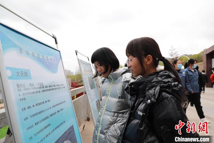 圖為學(xué)生通過展板了解青海常見鳥類。　馬銘言 攝