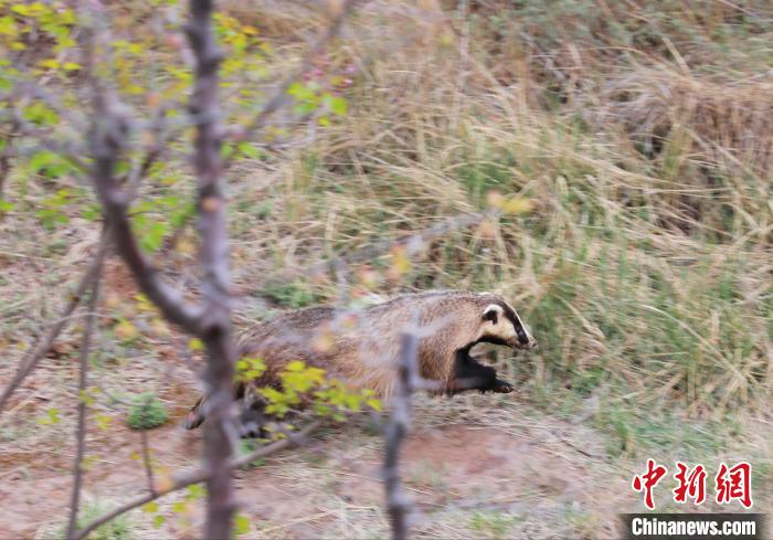 圖為西寧野生動物園救護(hù)的狗獾在西寧市放歸大自然?！●R銘言 攝