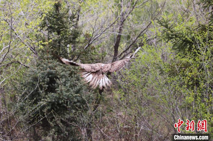 圖為西寧野生動物園救護(hù)的大鵟在西寧市放歸大自然?！●R銘言 攝