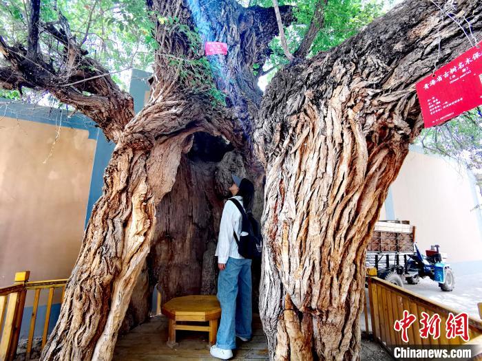 青海海東市阿河灘地質文化村：古樹新枝、丹山碧水