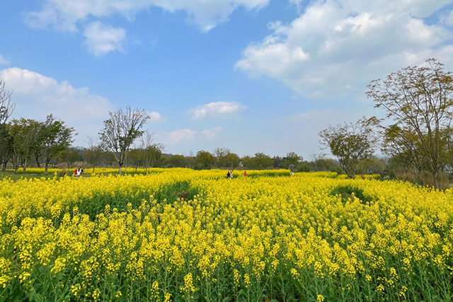 每到油菜花季，就有市民相約到重慶廣陽島上踏青賞花。鄒樂攝