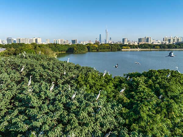 廣州海珠國(guó)家濕地公園一角。公園供圖