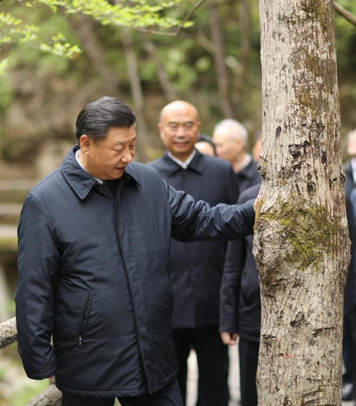 2020年4月20日，中共中央總書記、國家主席、中央軍委主席習近平在陜西考察調研。這是習近平在位于商洛市柞水縣的秦嶺牛背梁國家級自然保護區(qū)，考察秦嶺生態(tài)保護情況。 新華社記者 鞠鵬 攝