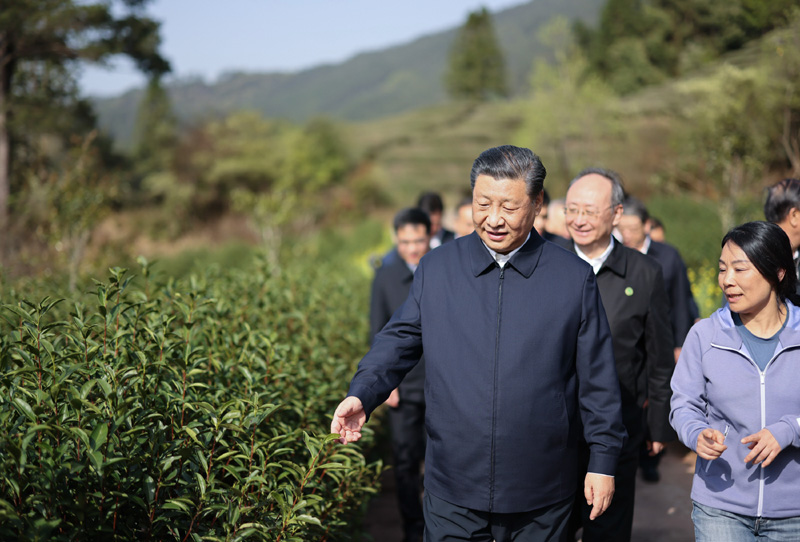 2021年3月22日下午，習近平在福建省南平市武夷山市星村鎮(zhèn)燕子窠生態(tài)茶園，察看春茶長勢，了解當?shù)夭璁a(chǎn)業(yè)發(fā)展情況。