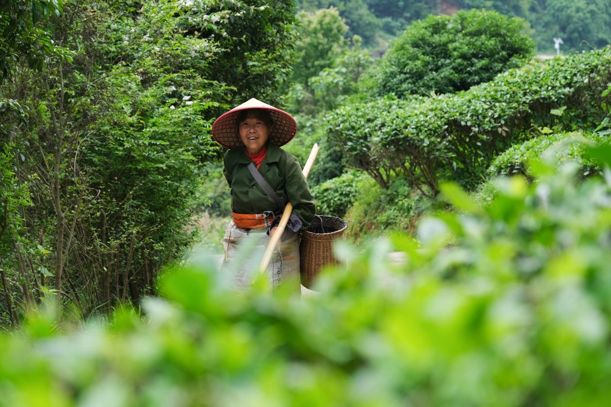 2024年4月24日，湖南省衡陽市耒陽市龍?zhí)伶?zhèn)江頭貢茶葉種植專業(yè)合作社，村民在茶山采摘茶葉，實現(xiàn)了家門口就業(yè)。