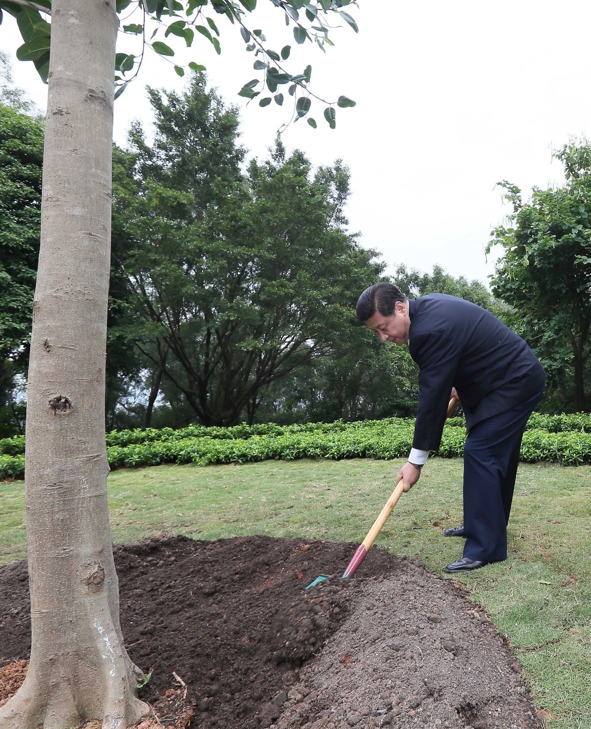 2012年12月8日，習(xí)近平在深圳蓮花山公園種下一棵高山榕樹。