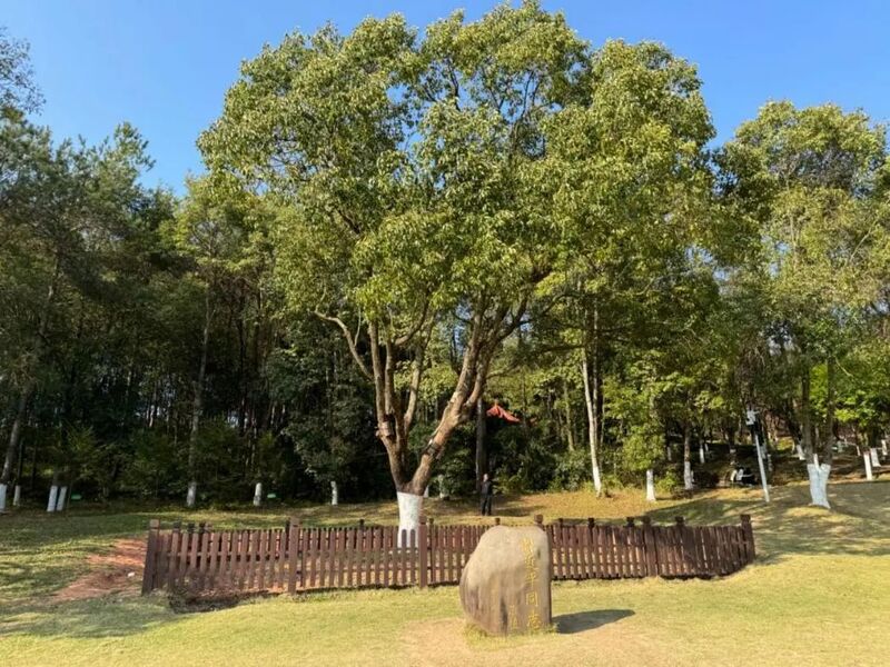 習(xí)近平同志為福建省長汀縣水土保持科教園捐種的香樟樹。圖源：學(xué)習(xí)時報