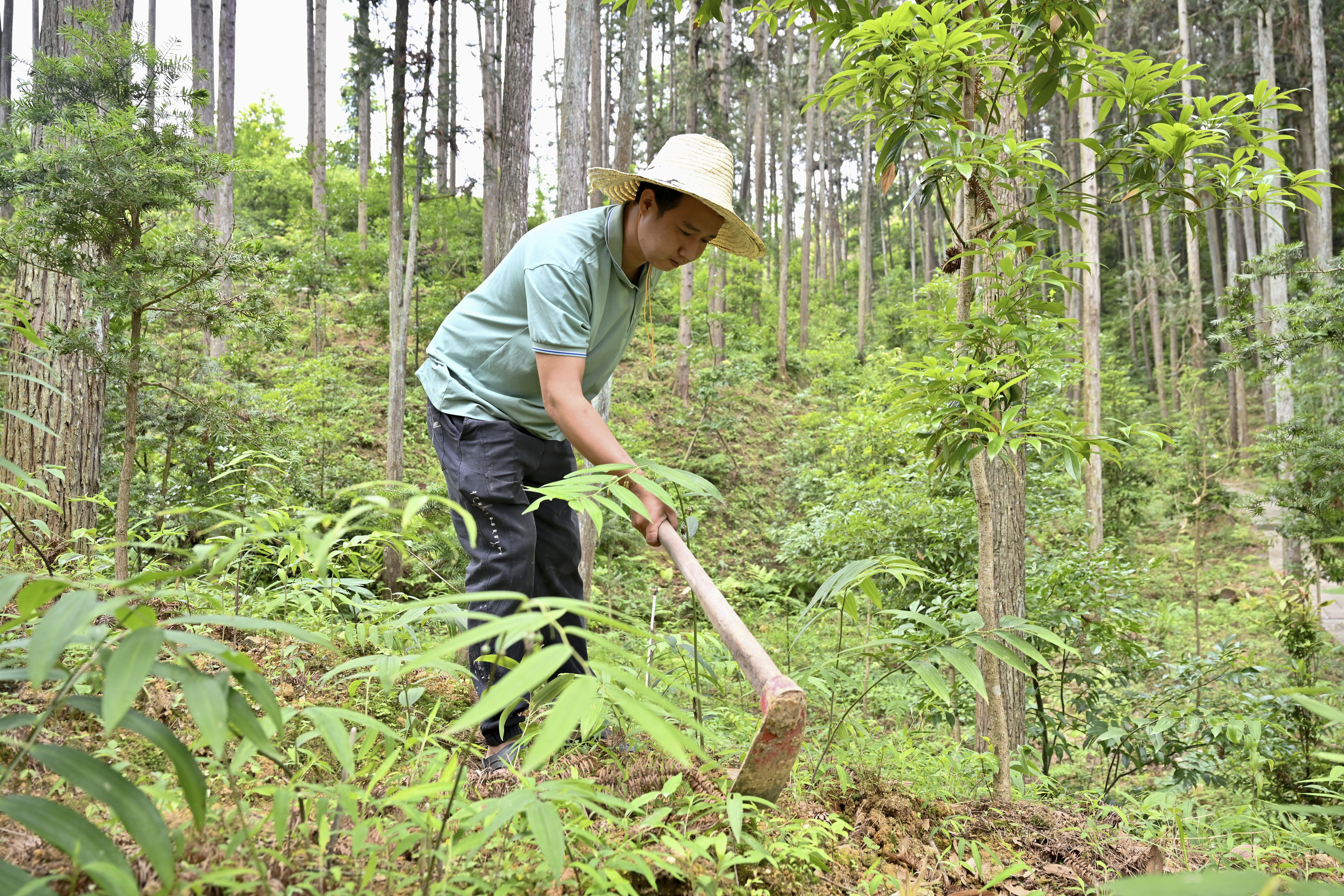 2024年5月9日，福建省三明市馬巖林下經(jīng)濟(jì)種植示范基地工人在管理林下種植的多花黃精。