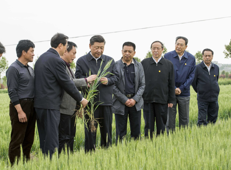 2016年4月25日下午，習(xí)近平在安徽滁州市鳳陽(yáng)縣小崗村察看小麥長(zhǎng)勢(shì)。左一為種糧大戶程夕兵。新華社記者 李學(xué)仁 攝