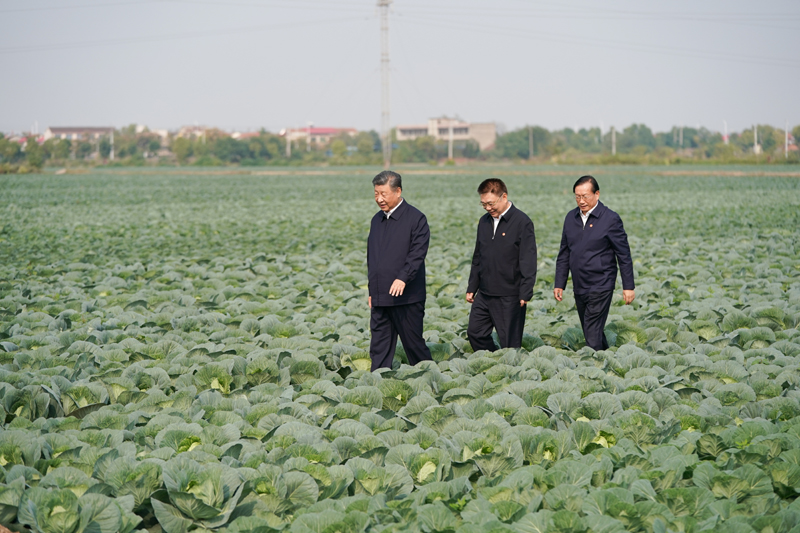 2024年11月5日，習近平總書記在湖北嘉魚潘家灣鎮(zhèn)十里蔬菜長廊考察。