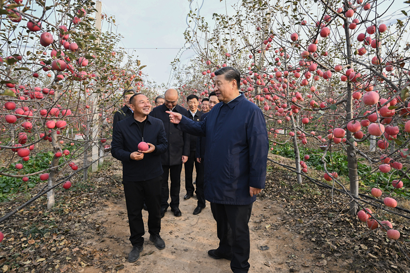 2022年10月26日，習(xí)近平總書記在陜西省延安市安塞區(qū)高橋鎮(zhèn)南溝村的蘋果園里同老鄉(xiāng)們親切交流。