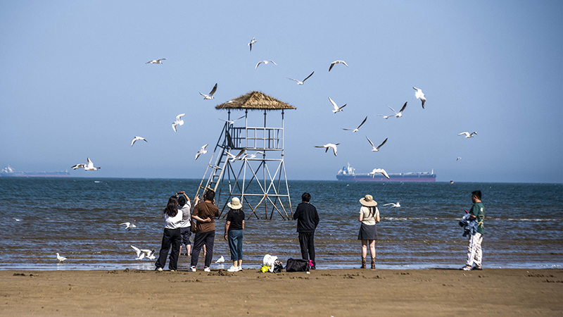 2024年5月12日，河北秦皇島，北戴河鴿子窩公園成群海鷗在天空中自由翱翔，與大海、藍天構成了一幅美麗的畫卷。