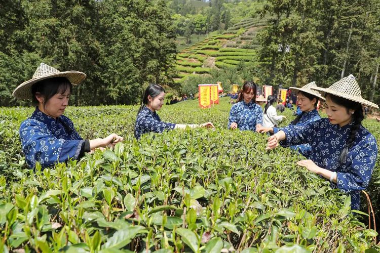 2025年4月13日，福建武夷山市星村鎮(zhèn)朝陽村茶農(nóng)在生態(tài)茶園展示采茶。新華社發(fā)（邱汝泉 攝）